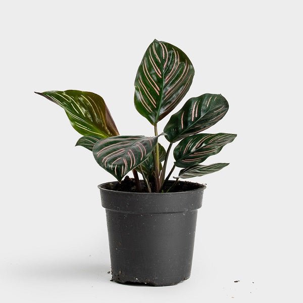 Buy Calathea ornata pinstripe, Calathea ornata (Pink stripes)