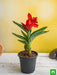 canna (red flower with green leaves) - plant