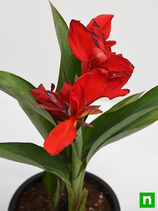 canna (red flower with green leaves) - plant
