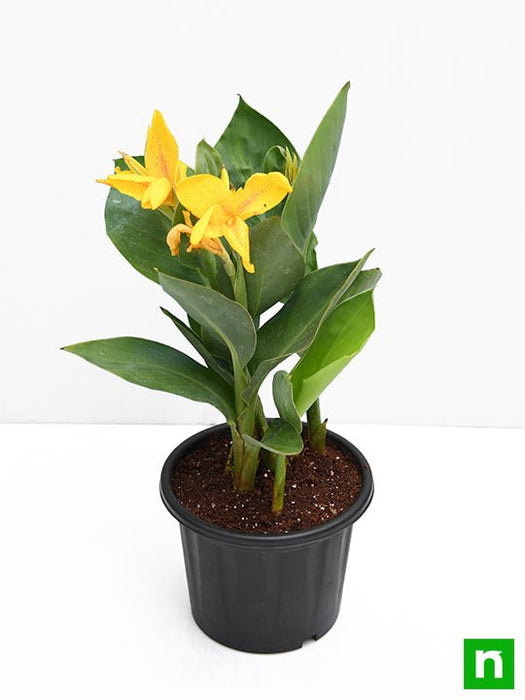 canna (yellow flower with green leaves) - plant
