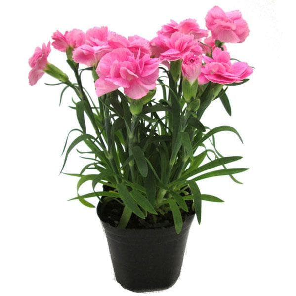 Buy Carnation Plants online from Nurserylive at lowest price.