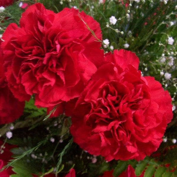 Buy Carnation Plants online from Nurserylive at lowest price.