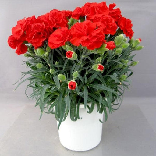 carnation (red) - plant