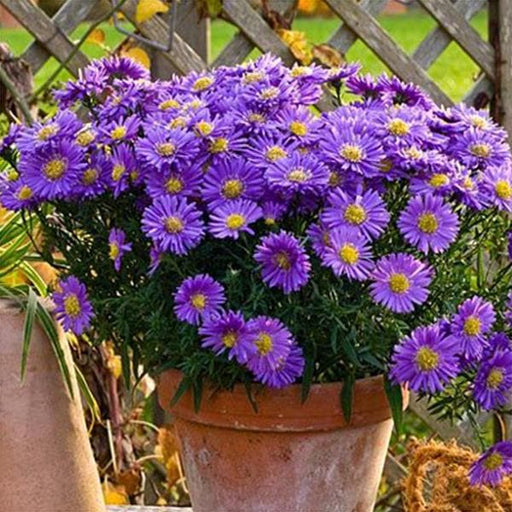 aster (violet) - plant