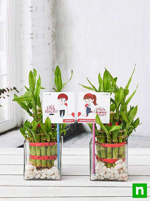 Best Marriage Return Gift Ideas | Indoor Plant Return Gifts
