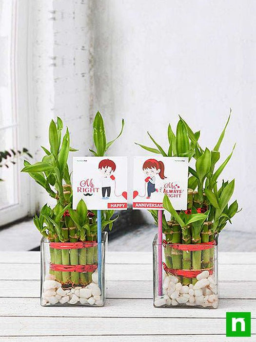 lucky bamboo as a gift Buy Celebrate Anniversary with 2 Layer Lucky Bamboo Plants online from Nurserylive at lowest price