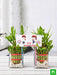 celebrate anniversary with 2 layer lucky bamboo plants 