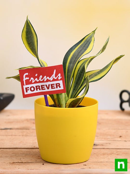 celebrate friendship with sansevieria and a flag 