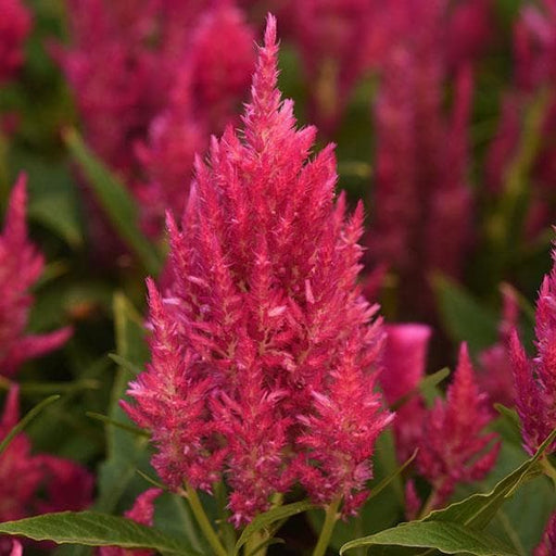 celosia (pink) - plant