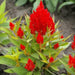 celosia (red) - plant