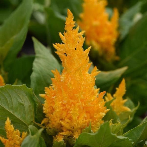 celosia (yellow) - plant
