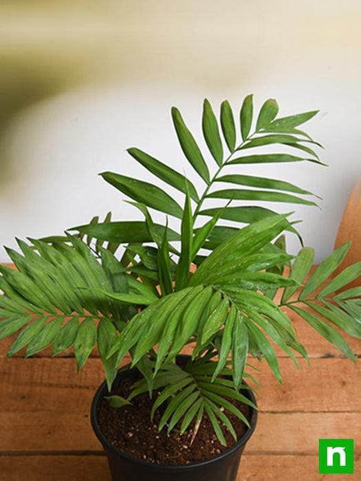 palm parlour plant Buy Chamaedorea elegans, Parlour Palm
