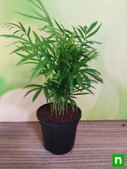 chamaedorea elegans - plant