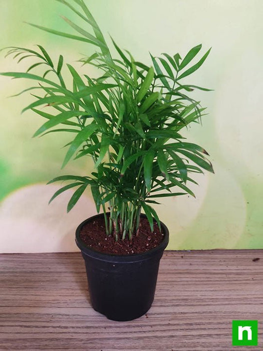 chamaedorea palm plant benefits Buy Chamaedorea elegans, Parlour Palm (Small)