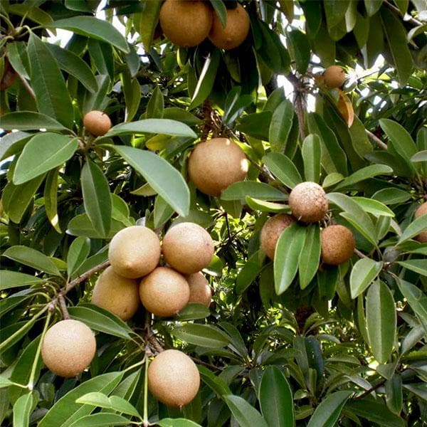 chiku plant in pot Buy Chikoo, Sapota, Chiku Fruit (Grafted)