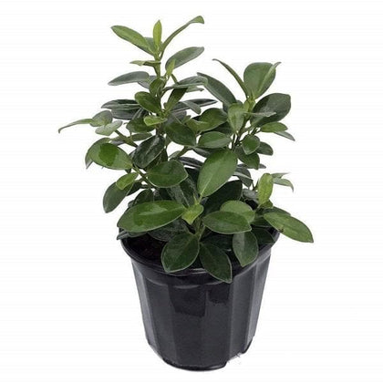 chinese banyan indoor plant care Buy Chinese Banyan, Ficus Microcarpa nitida (Retusa)