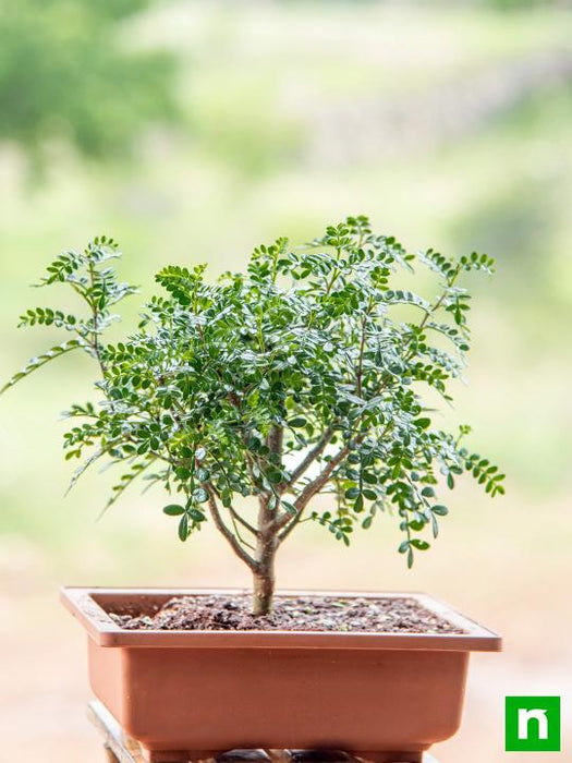 pepper bonsai tree Buy Chinese pepper Bonsai
