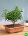 chinese pepper bonsai - plant