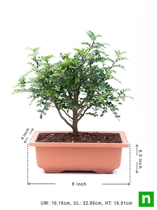 chinese pepper bonsai - plant