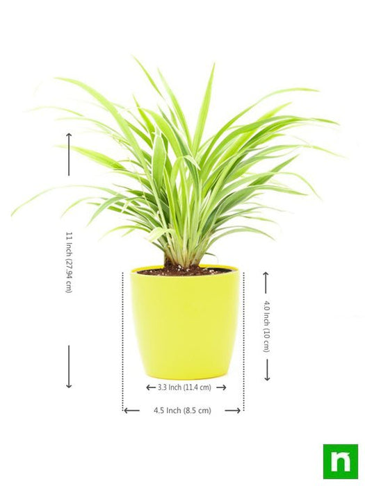 chlorophytum - plant