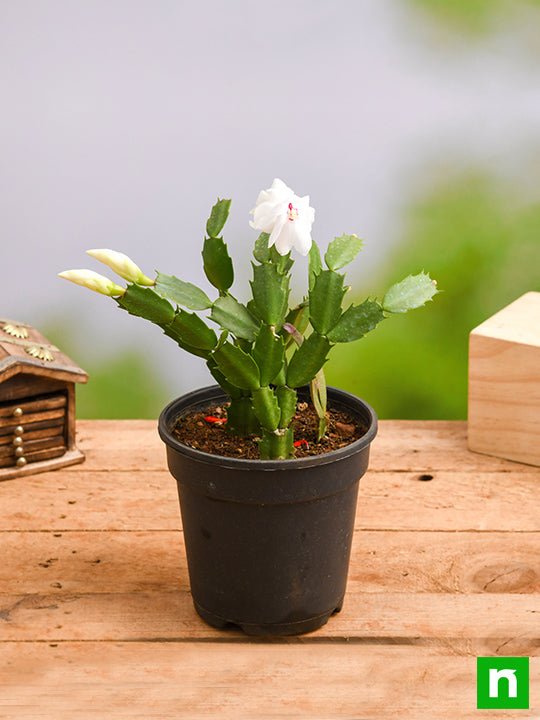 Buy a trio of cacti online, indoor houseplants delivered nationwide. –  Beards & Daisies