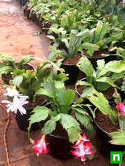 christmas cactus - plant
