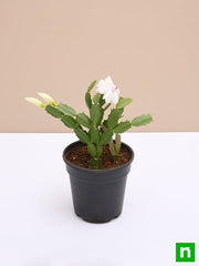christmas cactus - plant