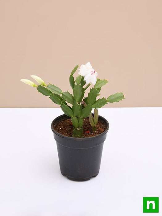 christmas cactus - plant