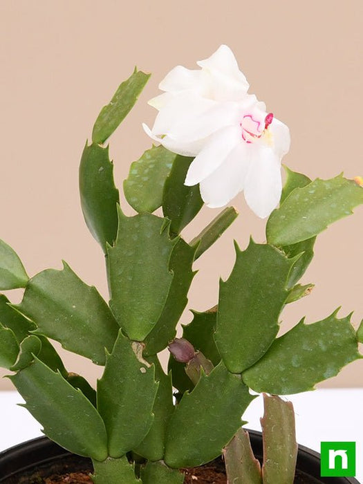 is christmas cactus a succulent plant Buy Christmas Cactus, Schlumbergera (Any Color)