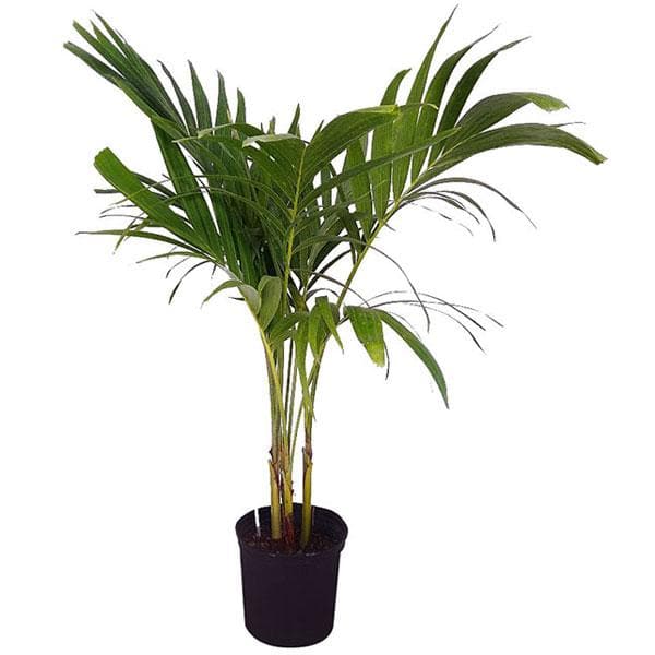 Buy Christmas Palm, Manila Palm, Dwarf Royal Palm - Plant online from ...