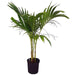 christmas palm - plant