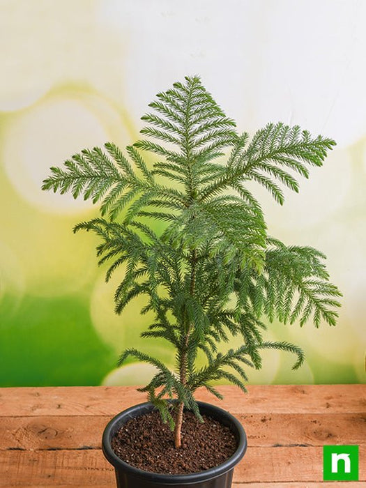 christmas tree house plant Buy Christmas Tree