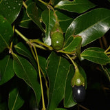 Cinnamon Bark, Dal chini - Plant