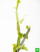 cissus quadrangularis - plant