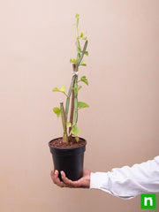 cissus quadrangularis - plant