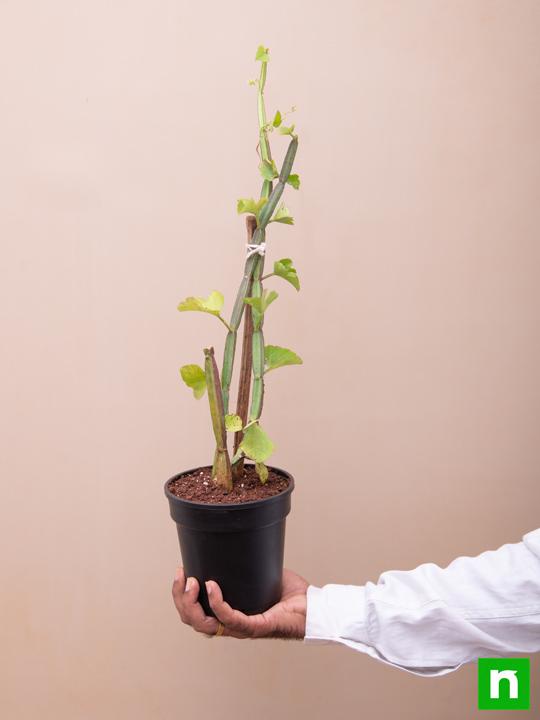 cissus quadrangularis - plant