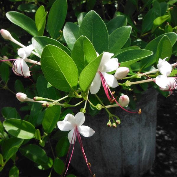 Buy Clerodendrum Inerme (Koinal)