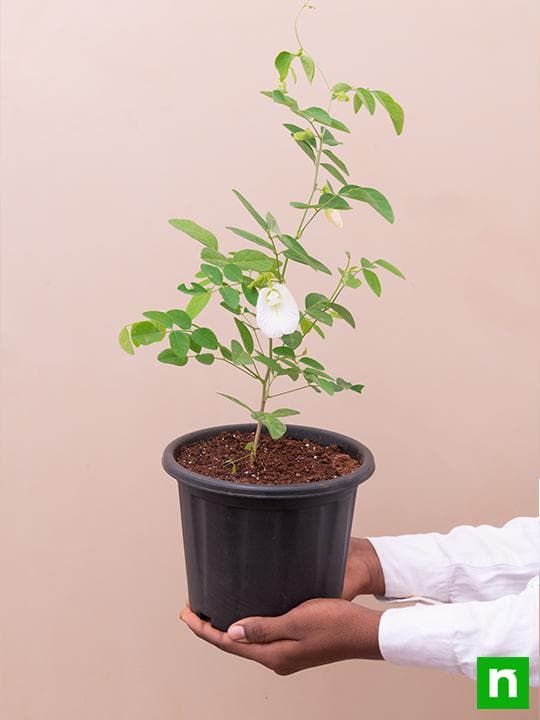 clitoria ternatea - plant