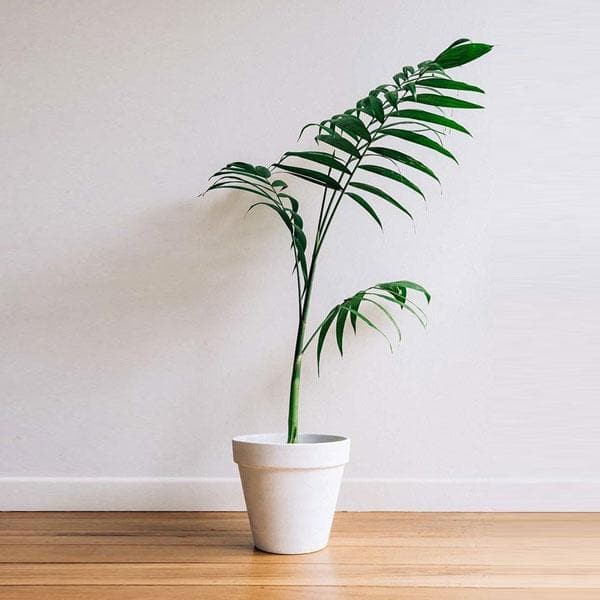 areca palm nurserylive Buy Cluster Palm