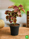 Product image thumbnail 2
