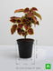 Product image thumbnail 3