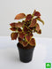 Product image thumbnail 5