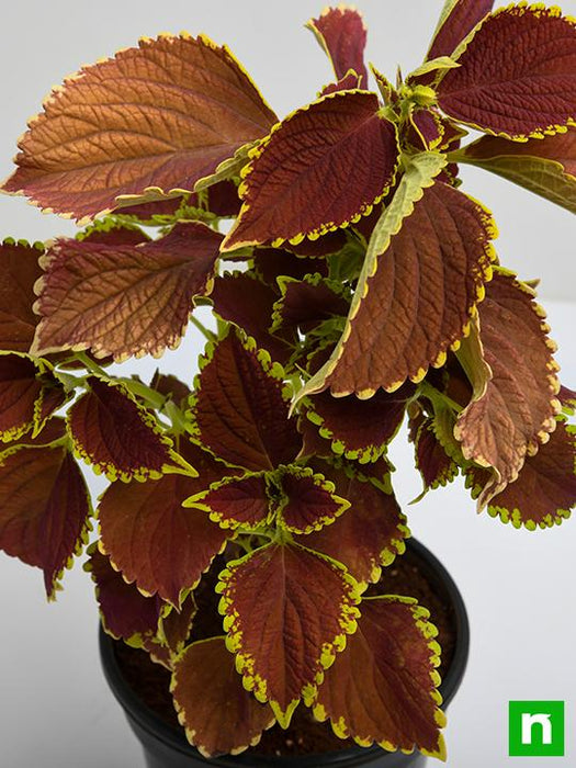 coleus (green maroon) - plant