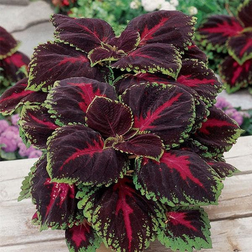 maroon indoor plant Buy Coleus (Maroon Green)