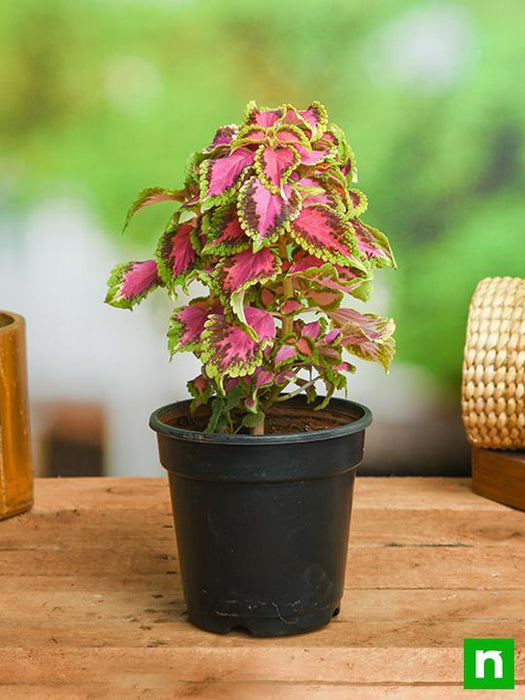 coleus plant air purifier Buy Coleus (Green Pink)