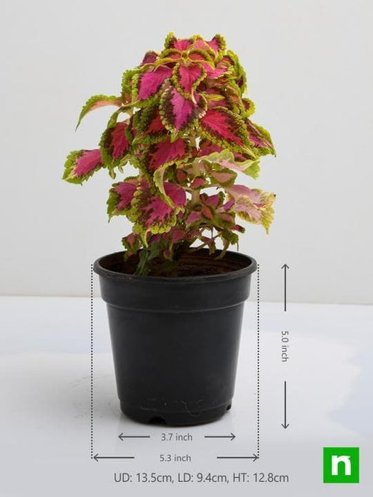 coleus (green pink) - plant