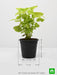 coleus (green) - plant