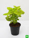 coleus (green) - plant