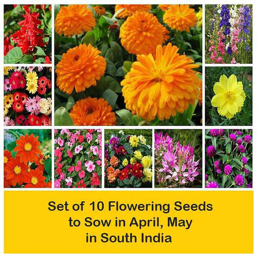 set of 10 flowering seeds to sow in april 