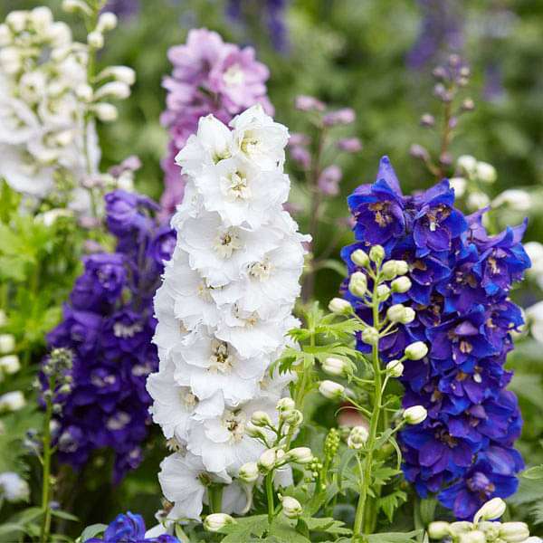 plant seeds online india Buy Set of 10 Flowering Seeds to Sow in August, September in North India  online from Nurserylive at lowest price